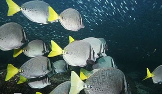  Underwater Wonder 